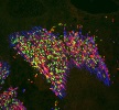 $950,000 to help develop stem cell treatments for septic shock, lung injury and muscle degeneration